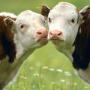 icon Cows Bulls (Touros de vacas)