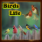 icon Birds Life(Vida dos pássaros) 40.5