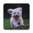icon Dog Lock Screen(Bloqueio Dog Tela
) 2.0