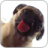 icon Dog Licking Live Wallpaper (Cão Licker Live Wallpaper grátis) 1.2