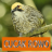 icon Master Kicau Cucak Rowo(Mestre Chirpando Rowo Cucak) 1.1