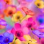 icon Beautiful Flower HD Wallpaper(Papel de parede HD de lindas flores)