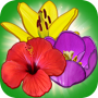 icon Blossom Island (Ilha das Flores)