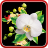 icon Orchids Live Wallpaper(Papel de Parede de Orquídeas) 1.0.5