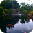 icon Real pond with Koi(Lagoa Real com Koi) 10.0