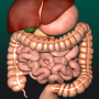 icon Internal Organs 3D Anatomy(Órgãos Internos em Anatomia 3D)