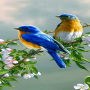 icon Loving Bird Live Wallpaper(Pássaro Amoroso Papel de Parede Vivo)