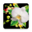 icon Orchids Live Wallpaper(Papel de Parede de Orquídeas) 1.0.10