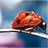 icon Ladybug Live Wallpaper(Joaninha live wallpaper) 2.10