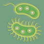 icon Bacteria(Bactérias: Tipos, Infecções)