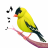 icon Bird Calls(Chamadas de pássaros, sons e toques) 13.2.0