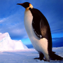 icon Penguin Jigsaw Puzzles(Quebra-cabeças de pinguins)