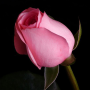 icon Flowers and Roses(Flores e rosas Imagens GIFs
)