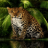 icon Angry Forest Leopard LWP(Leopardo da floresta com raiva LWP) 2