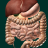 icon Internal Organs 3D Anatomy(Órgãos Internos em Anatomia 3D) 3.0.3