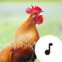 icon Chicken Sounds(Rooster Sons)