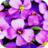 icon Flower Wallpapers(Papéis de Parede de Flores) 1.0