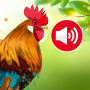 icon Animal Ringtones: Bird Sounds (de sons de pássaros Gato virtual vida de cuidados com animais de estimação Bounce and pop - Puff Balloon 3Patti Huge Win Jogos de carros dirigem estacionamento Digital Rap Rhythm Corruption Rhythm Night Battle HD Mod Jewel Opera: Match 3 Game Calculator L)