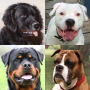 icon Dogs Quiz(Dogs Quiz - Adivinhe Raças de Cães Populares nas Fotos
)