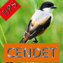 icon Tips Perawatan Burung Cendet (Dicas para o Cendet Bird Care)