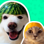 icon Animal Stickers for WhatsApp (Adesivos de animais de mangá e quadrinhos para WhatsApp
)
