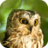 icon Owl Sounds(Sons de coruja) 2.0
