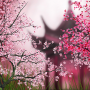 icon Sakura Live Wallpaper (Sakura Papel De Parede Animado)