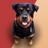icon Barking dog sounds(Sons de cachorro latindo Toques) 53.0