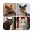 icon Cats(Cat Breeds Quiz - Jogo sobre C
) 1.0