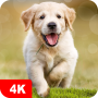 icon Dog Wallpapers & Puppy 4K (Papéis de parede para cães e filhotes 4K)