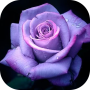 icon Roses images GIFs - Flowers HD (Roses imagens GIFs - Flores HD
)