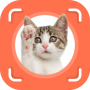 icon Cat Identifier(Cat Identifier - Cat Scanner
)
