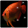 icon Arowana Live Wallpaper(3D Arowana Live Wallpaper 2024)