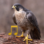 icon Bird and Animal sounds (Sons de pássaros e animais)