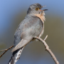 icon Cuckoo Bird Sounds(Cucos Sons de pássaros)