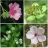 icon Plant identifier(Plant identifier
) 6.5.190