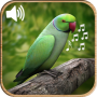 icon Birds Sounds Ringtones (Sons de Pássaros Toques)