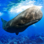 icon The Sperm Whale (The Sperm Whale
)