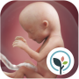icon Pregnancy App & Baby Tracker (Gravidez App Baby Tracker)