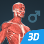 icon Human body male educational VR 3D(Corpo humano (masculino) Cena 3D Chamada de)
