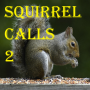 icon Squirrel Calls 2 (O esquilo chama 2)