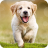 icon 7Fon Dogs(Papéis de parede para cães e filhotes 4K) 5.6.24