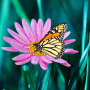 icon Butterflies Live Wallpaper(Borboleta papel de parede ao vivo)