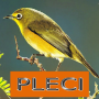 icon Master Kicau Pleci (Mestre do chilrear Pleci)