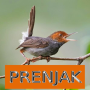 icon Master Kicau Prenjak (Mestre do Chirping Prenjak)