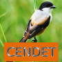 icon Master Kicau Cendet (Mestre do Chilrear Cendet)