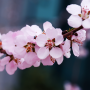 icon Cherry Blossom Live Wallpaper(Papel de Parede Vivo Flor de Cerejeira)