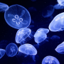 icon Jellyfish Live Wallpaper (Jellyfish Papel De Parede Animado)