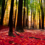 icon Autumn Landscape Wallpaper (Papel de Parede Paisagem de Outono)