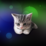 icon Sleepy Kitten Live Wallpaper(Papel de parede de gatinho sonolento)